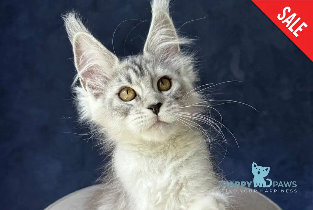Yacaranda Maine Coon female black silver spotted tabby - live animals