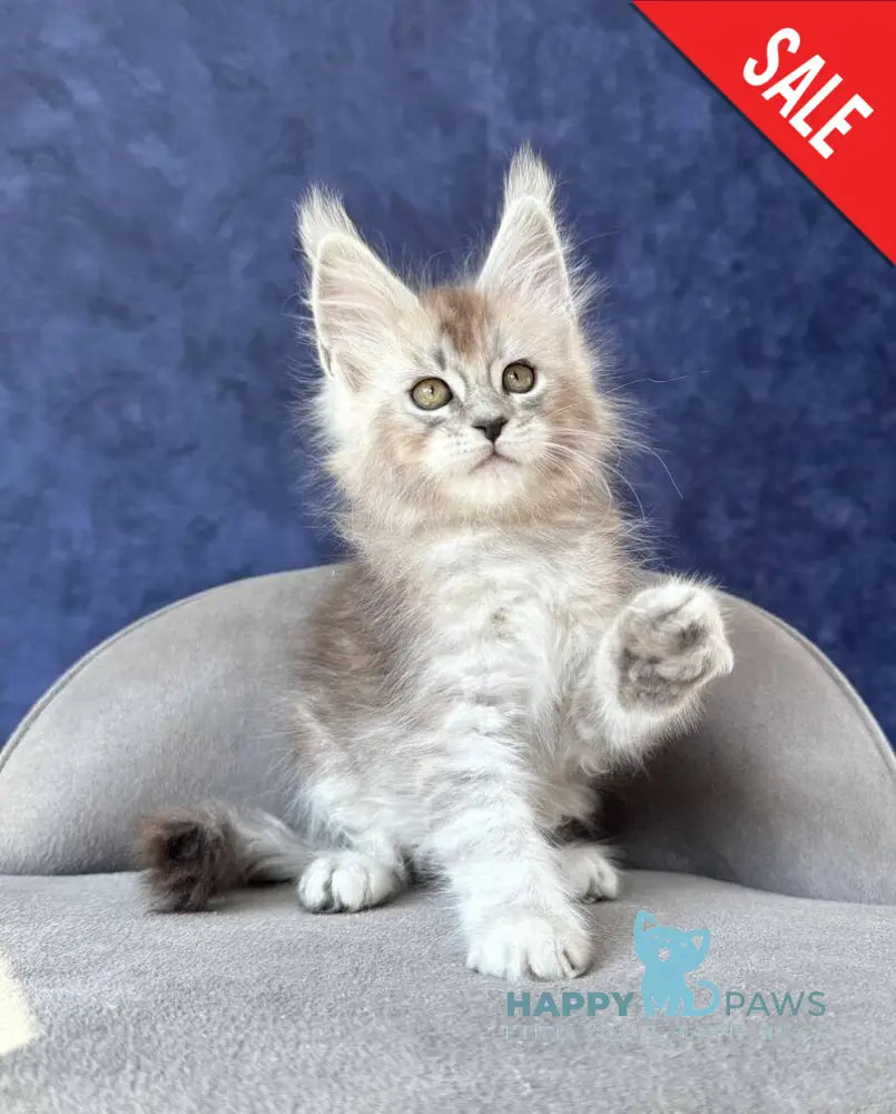 Yacaranda Maine Coon female black silver spotted tabby - live animals