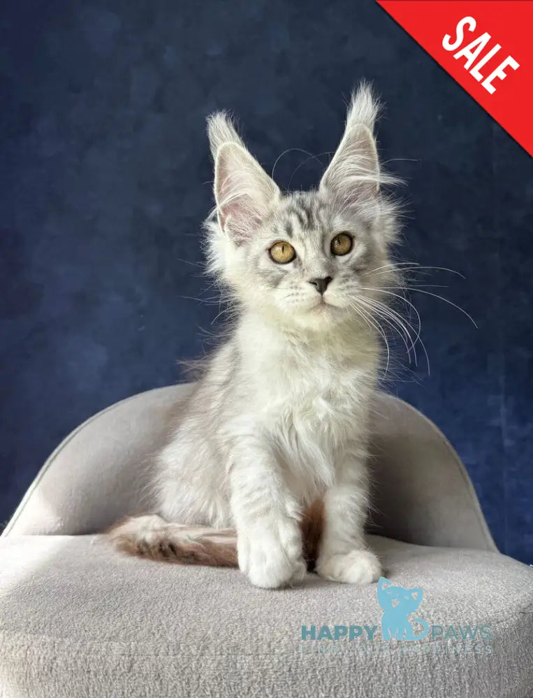 Yacaranda Maine Coon female black silver spotted tabby - live animals