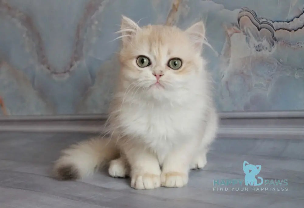 Yadwiga British Longhair female blue golden chinchilla live animals