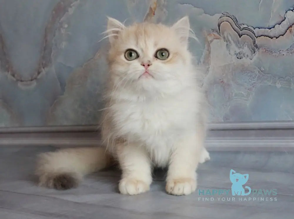 Yadwiga British Longhair female blue golden chinchilla live animals