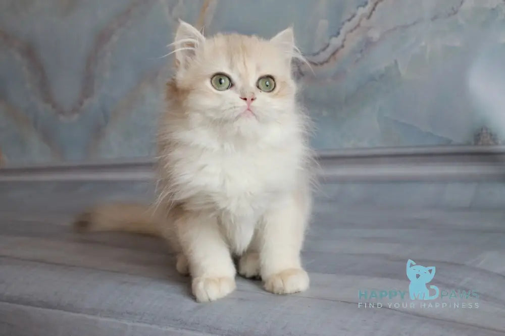 Yadwiga British Longhair female blue golden chinchilla live animals
