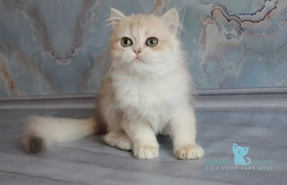 Yadwiga British Longhair female blue golden chinchilla live animals