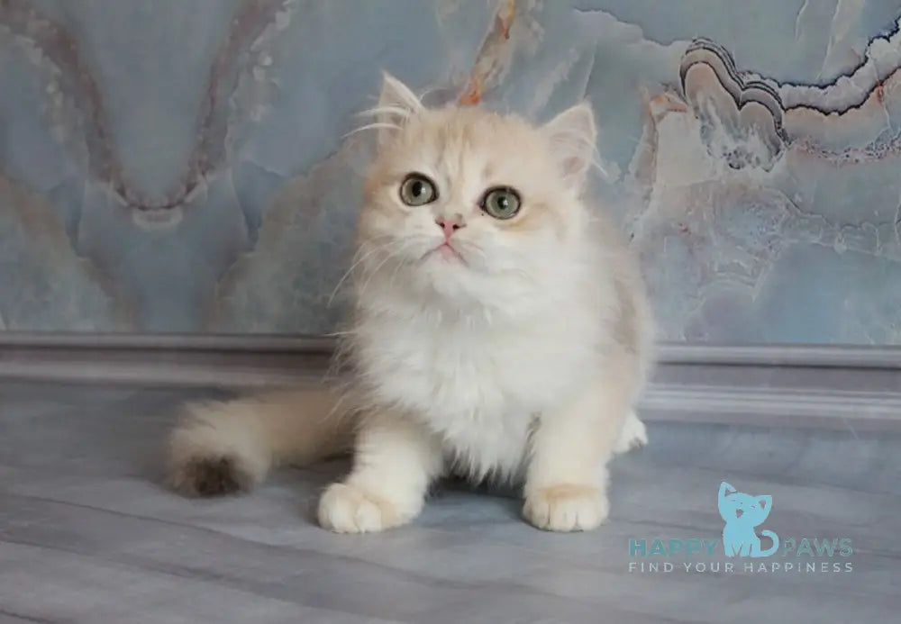 Yadwiga British Longhair female blue golden chinchilla live animals
