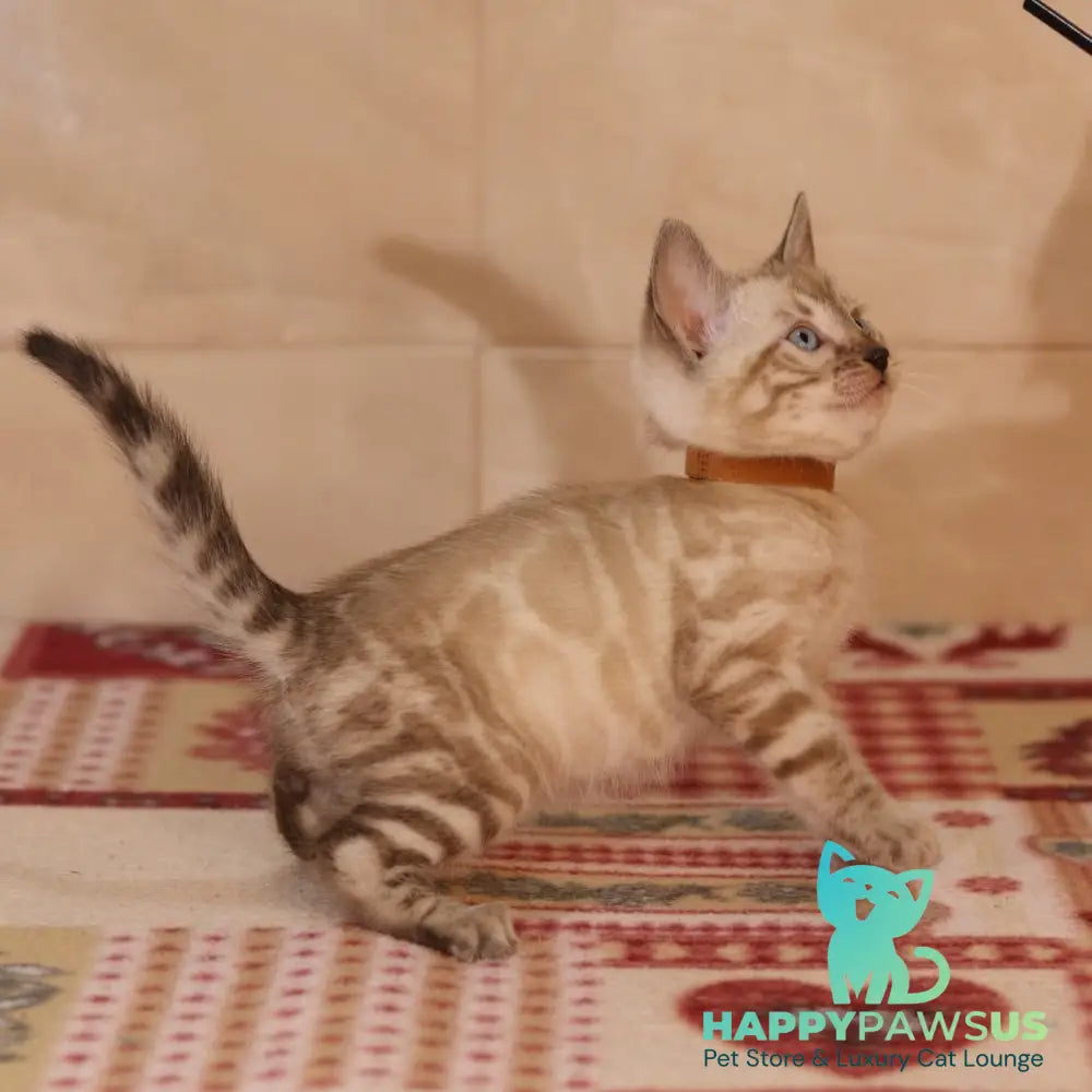 Yael Bengal male seal spotted tabby pointed - live animals