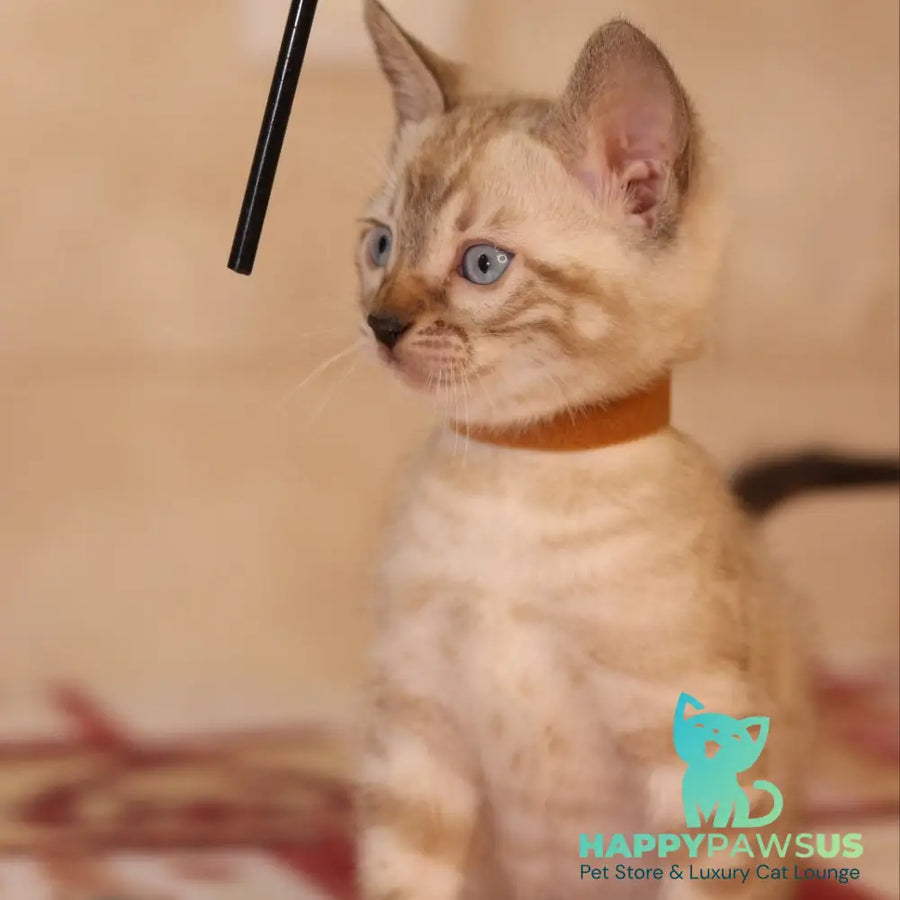 Yael Bengal male seal spotted tabby pointed - live animals