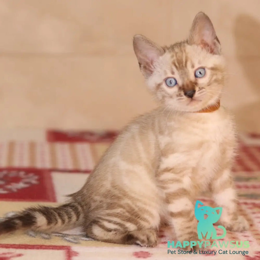 Yael Bengal male seal spotted tabby pointed - live animals