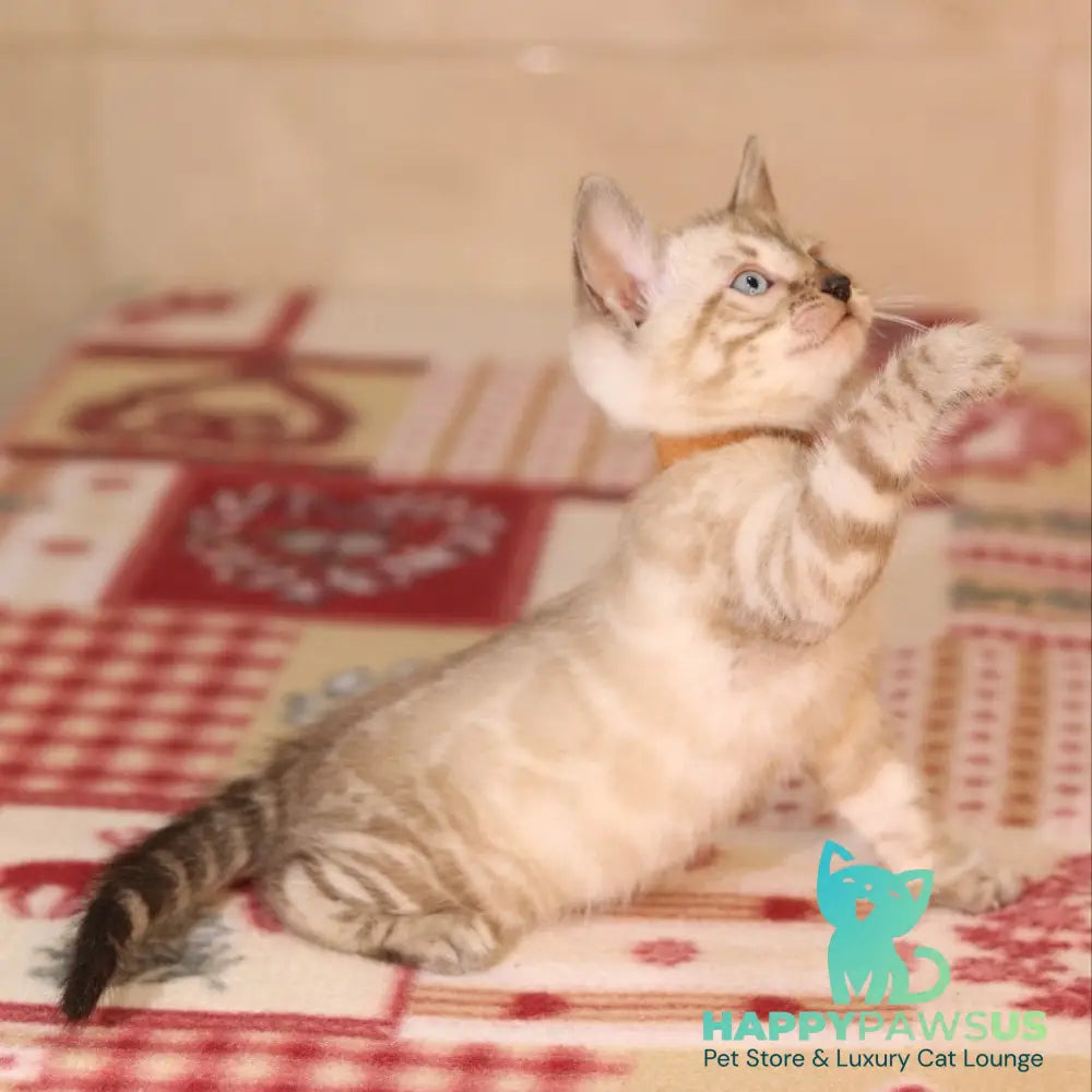 Yael Bengal male seal spotted tabby pointed - live animals