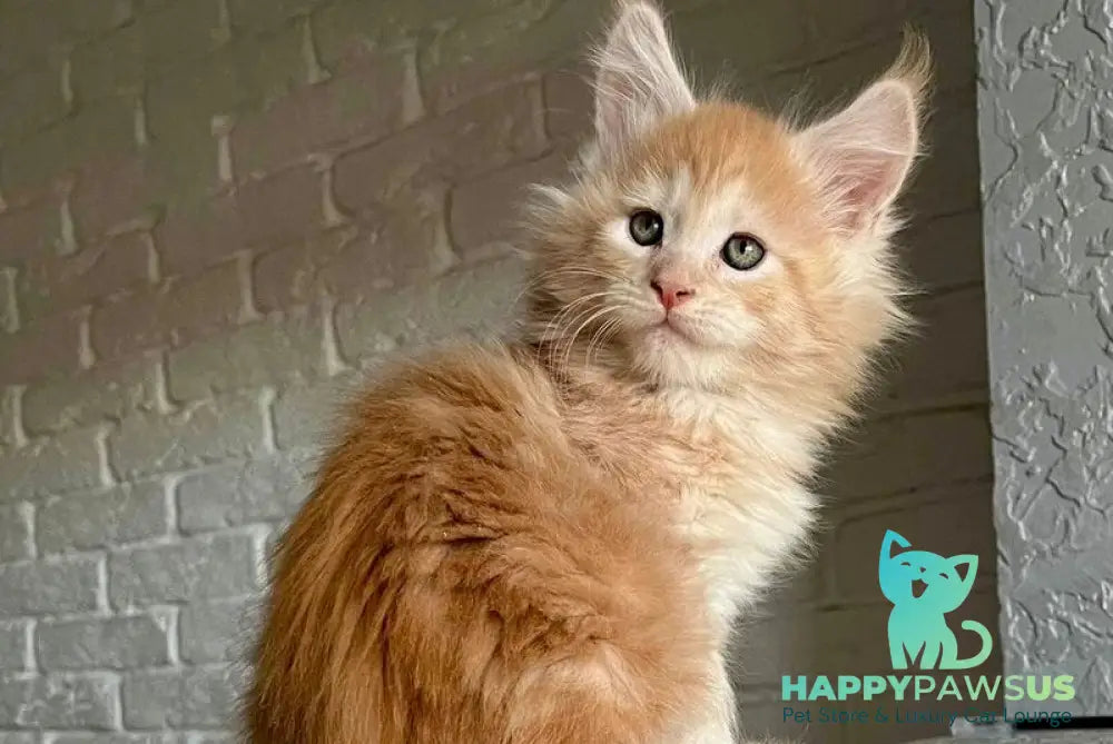 Yaelis Maine Coon male red silver tabby - live animals
