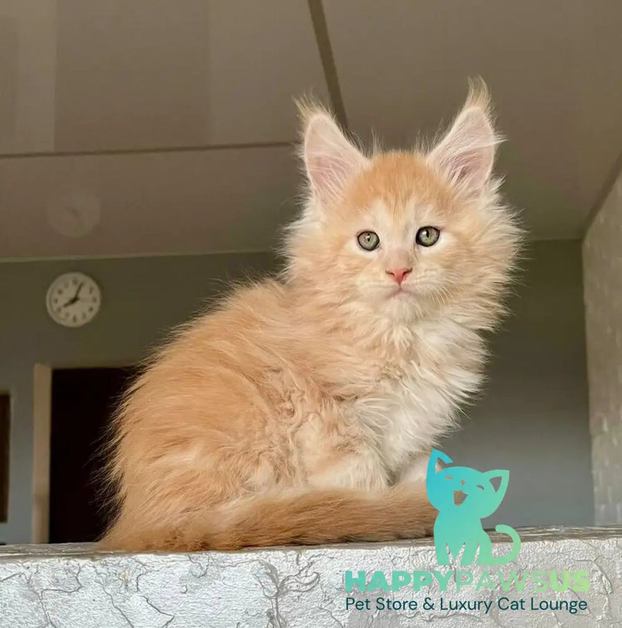 Yaelis Maine Coon male red silver tabby - live animals