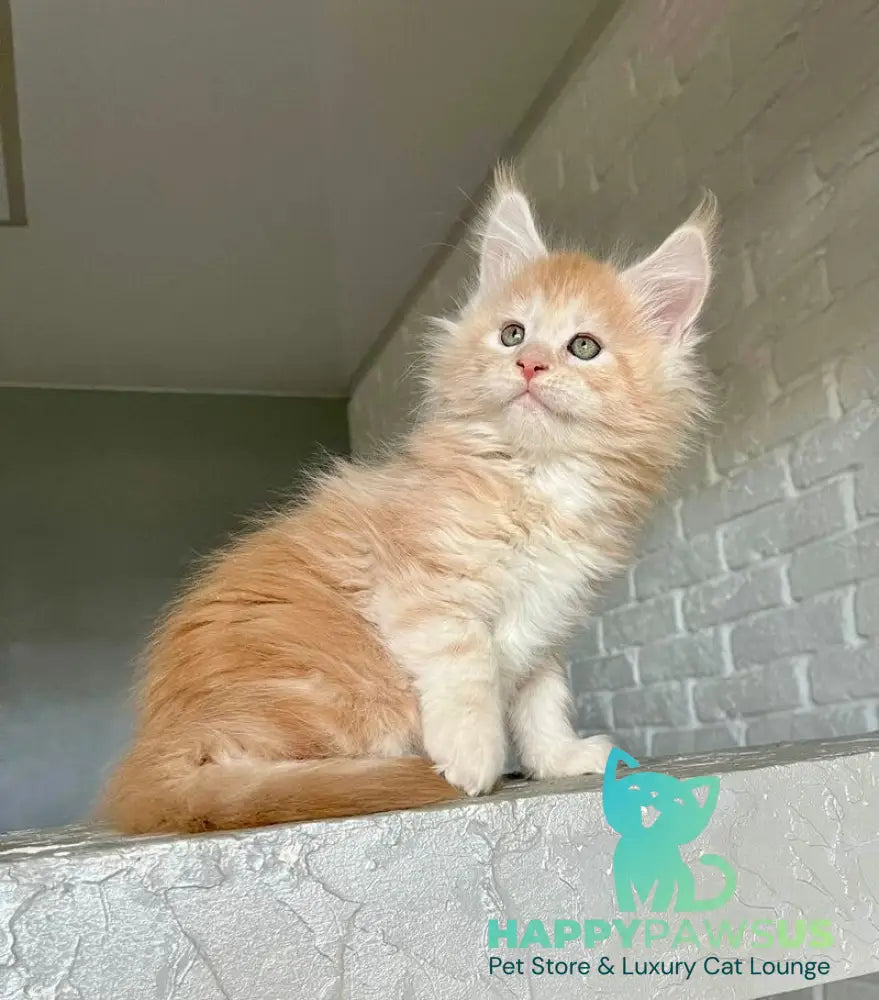 Yaelis Maine Coon male red silver tabby - live animals