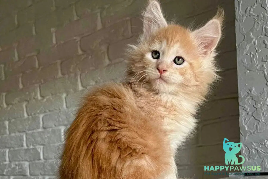 Yaelis Maine Coon male red silver tabby - live animals