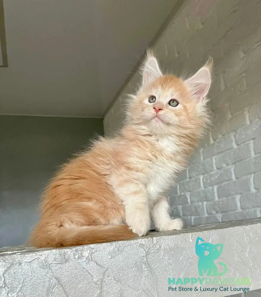 Yaelis Maine Coon male red silver tabby - live animals