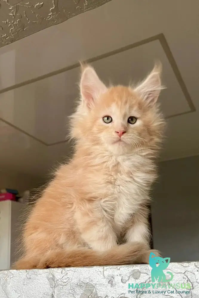 Yaelis Maine Coon male red silver tabby - live animals