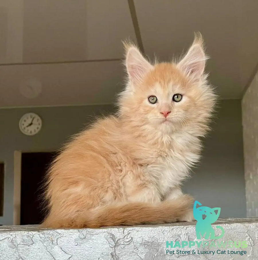 Yaelis Maine Coon male red silver tabby - live animals
