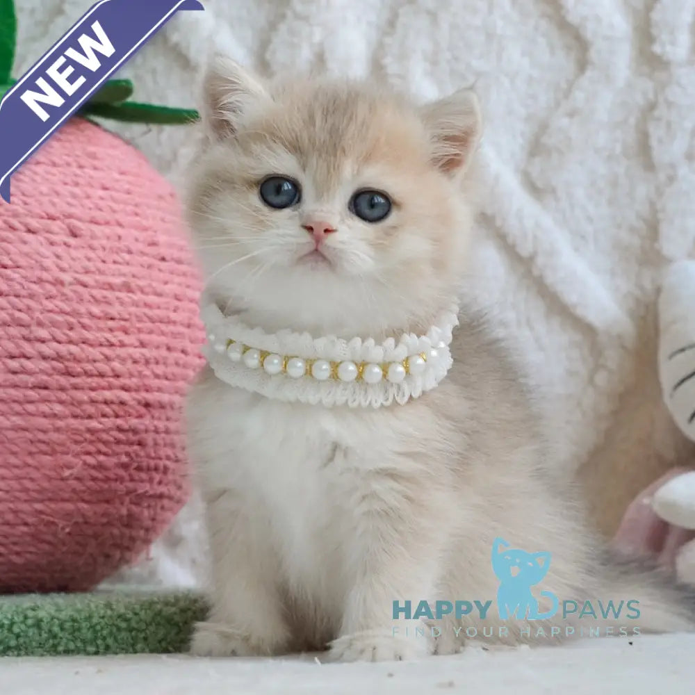 Yaffi British Shorthair female blue golden shaded live animals