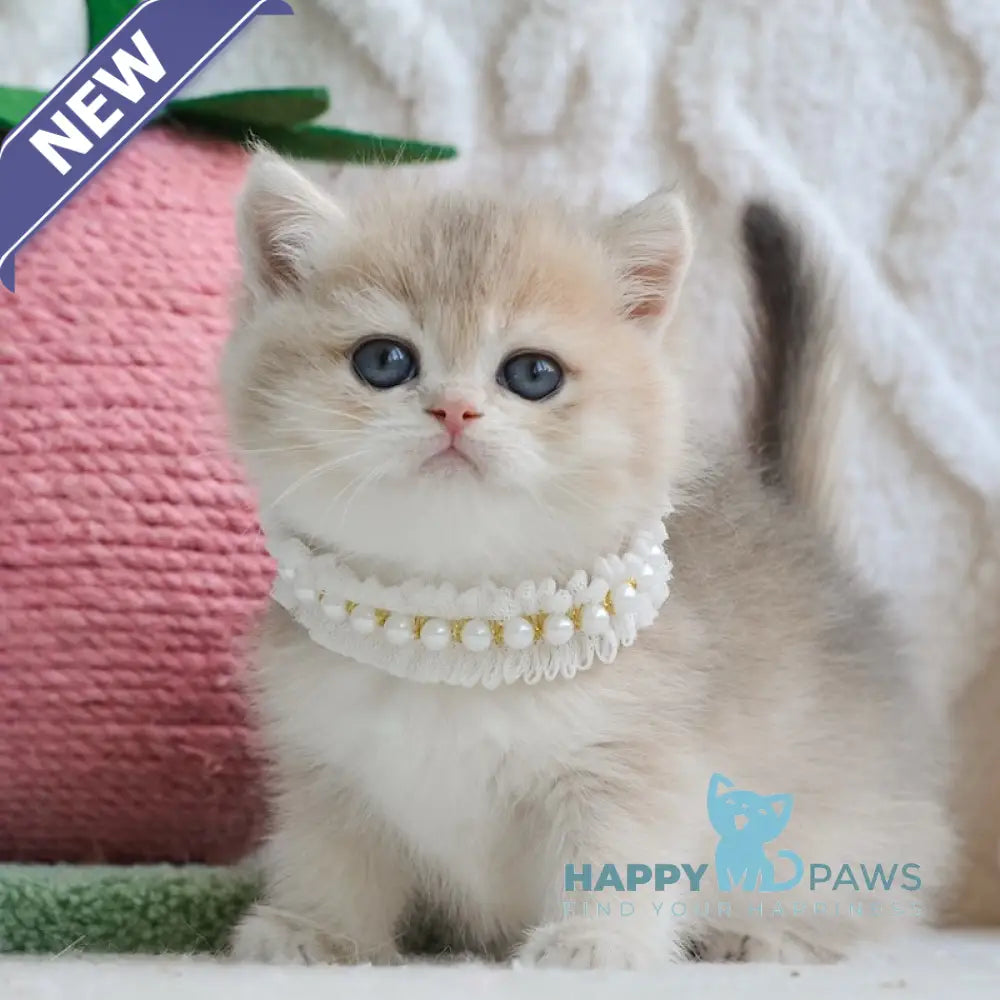 Yaffi British Shorthair female blue golden shaded live animals
