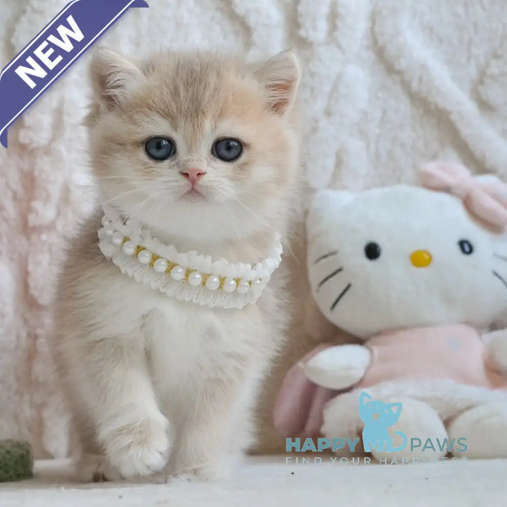Yaffi British Shorthair female blue golden shaded live animals