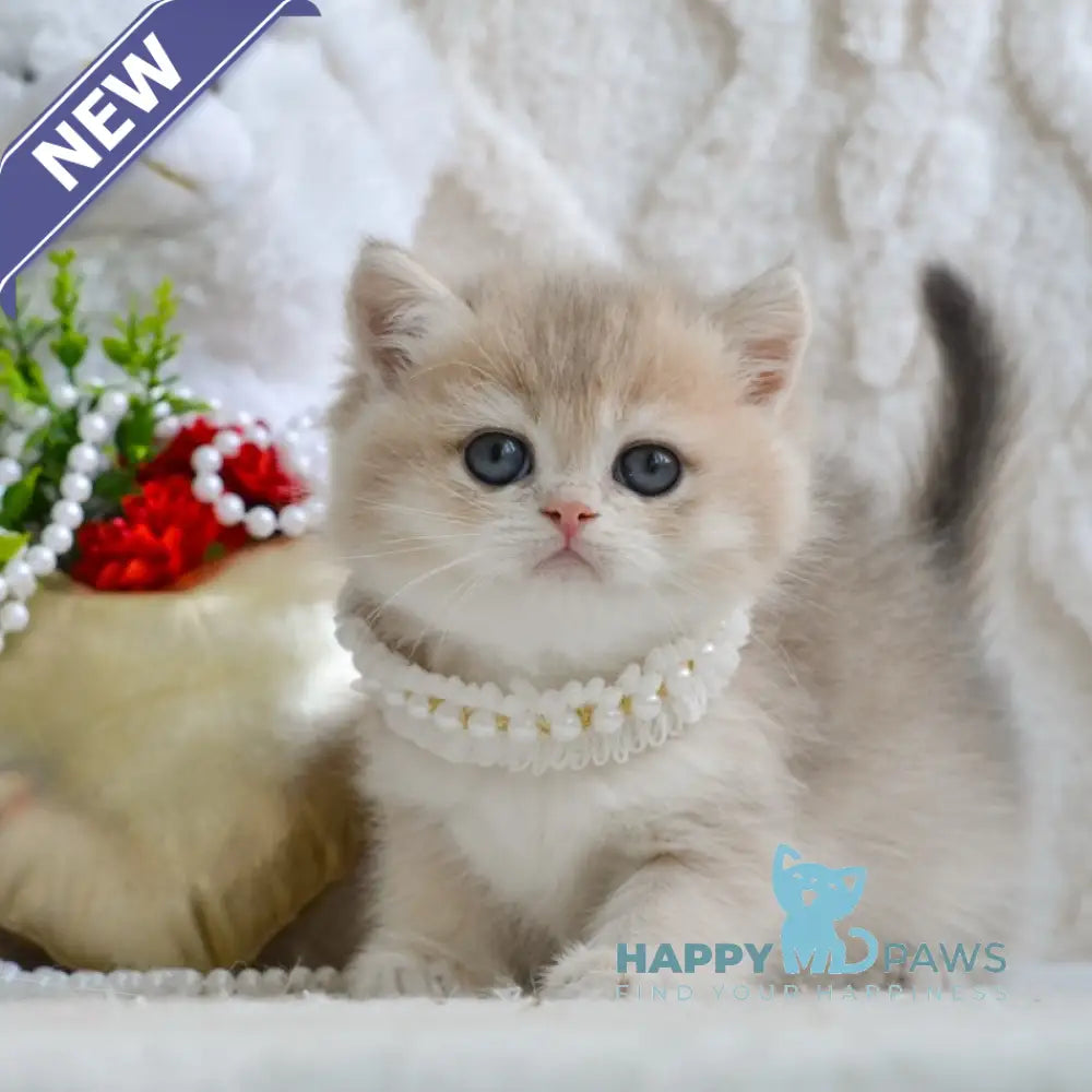 Yaffi British Shorthair female blue golden shaded live animals