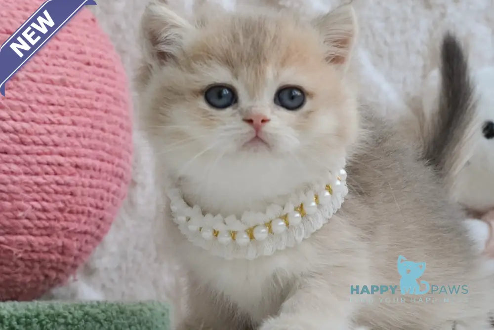Yaffi British Shorthair female blue golden shaded live animals