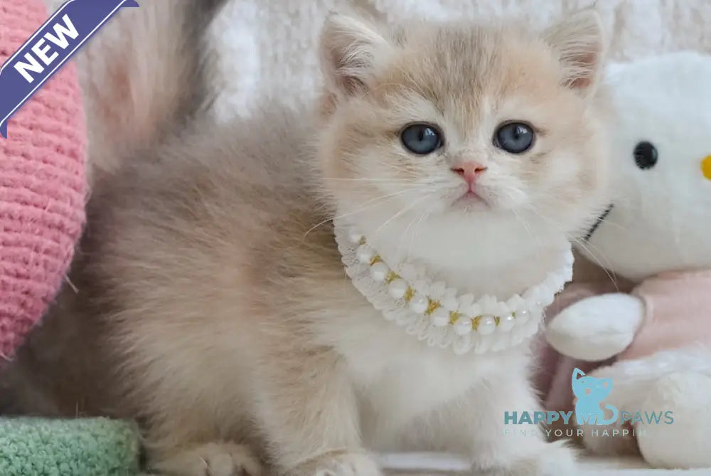 Yaffi British Shorthair female blue golden shaded live animals