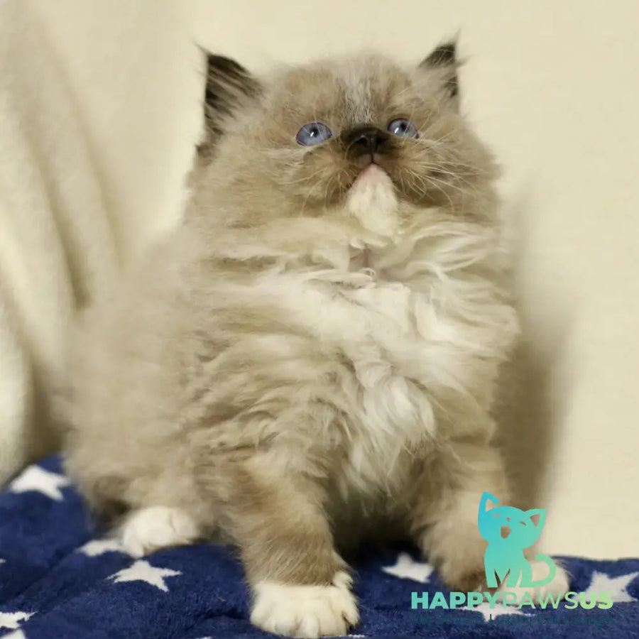 Yager Ragdoll male black mitted - live animals