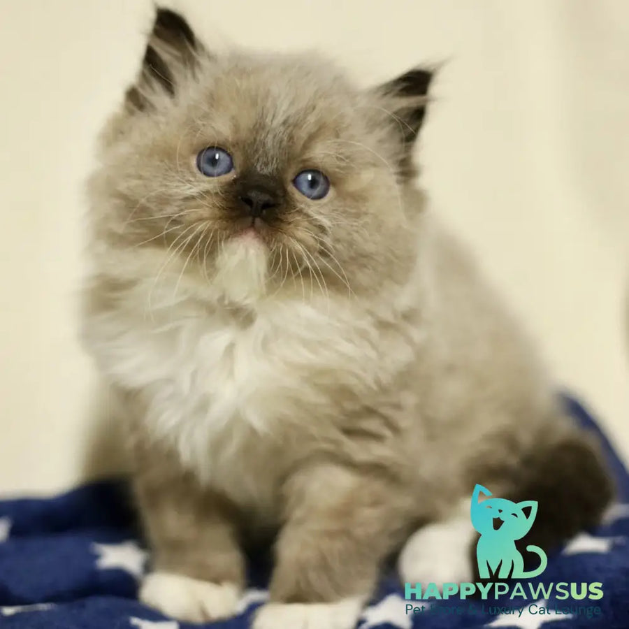 Yager Ragdoll male black mitted - live animals