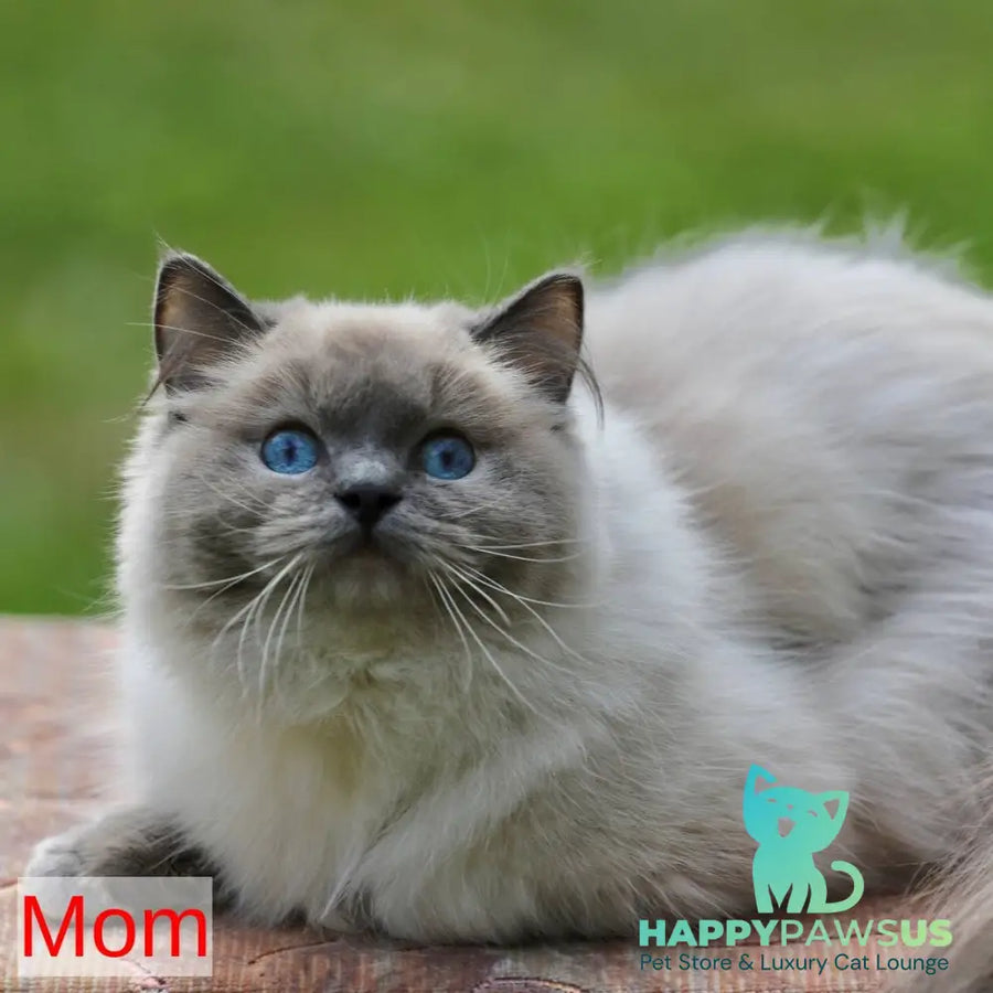 Yager Ragdoll male black mitted - live animals