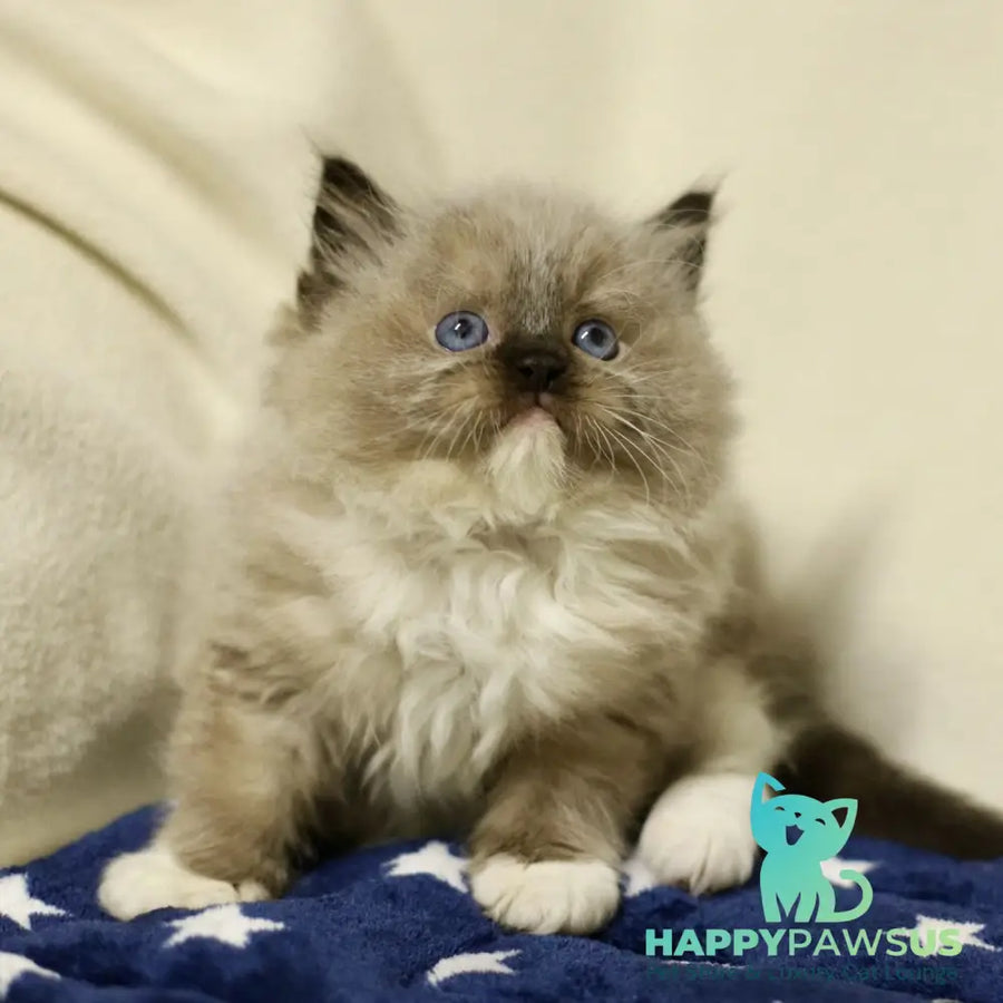 Yager Ragdoll male black mitted - live animals