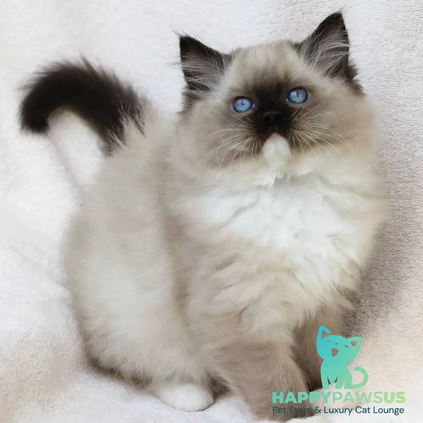 Yager Ragdoll male black mitted - live animals