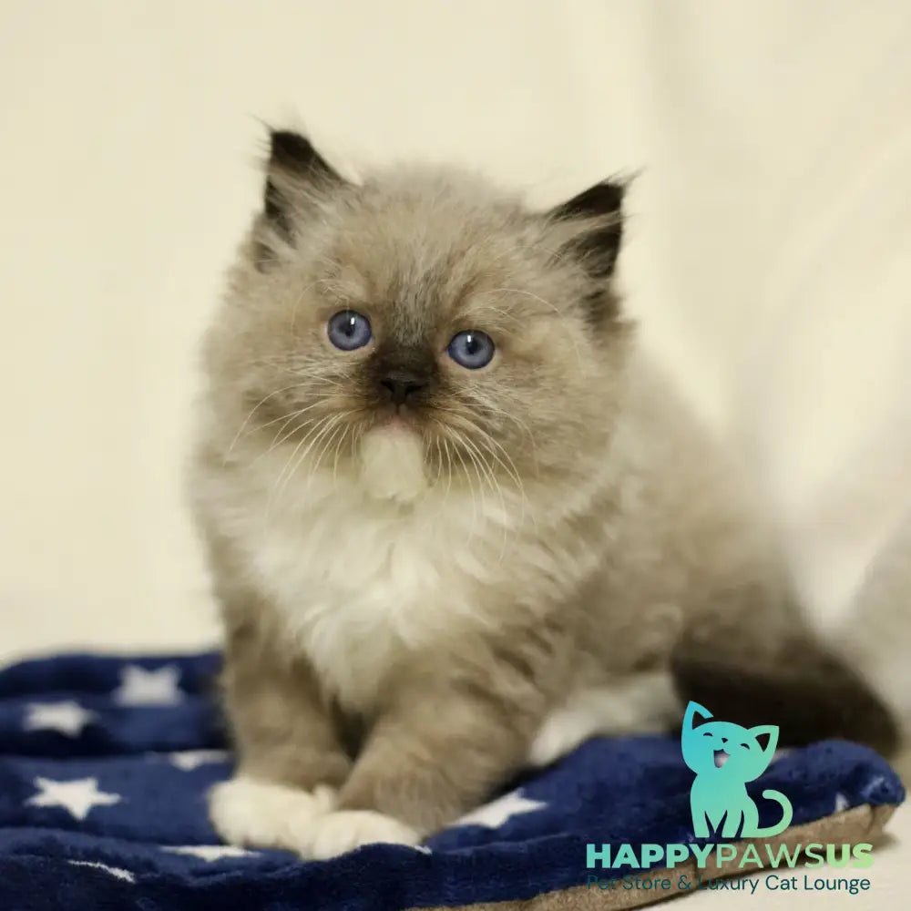 Yager Ragdoll male black mitted - live animals
