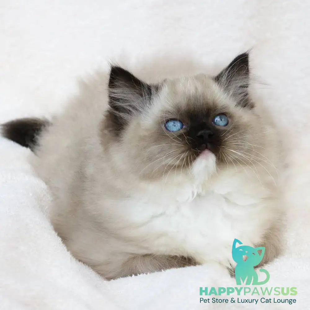 Yager Ragdoll male black mitted - live animals