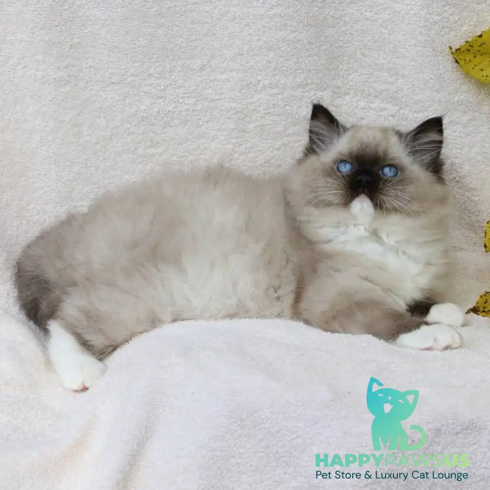 Yager Ragdoll male black mitted - live animals