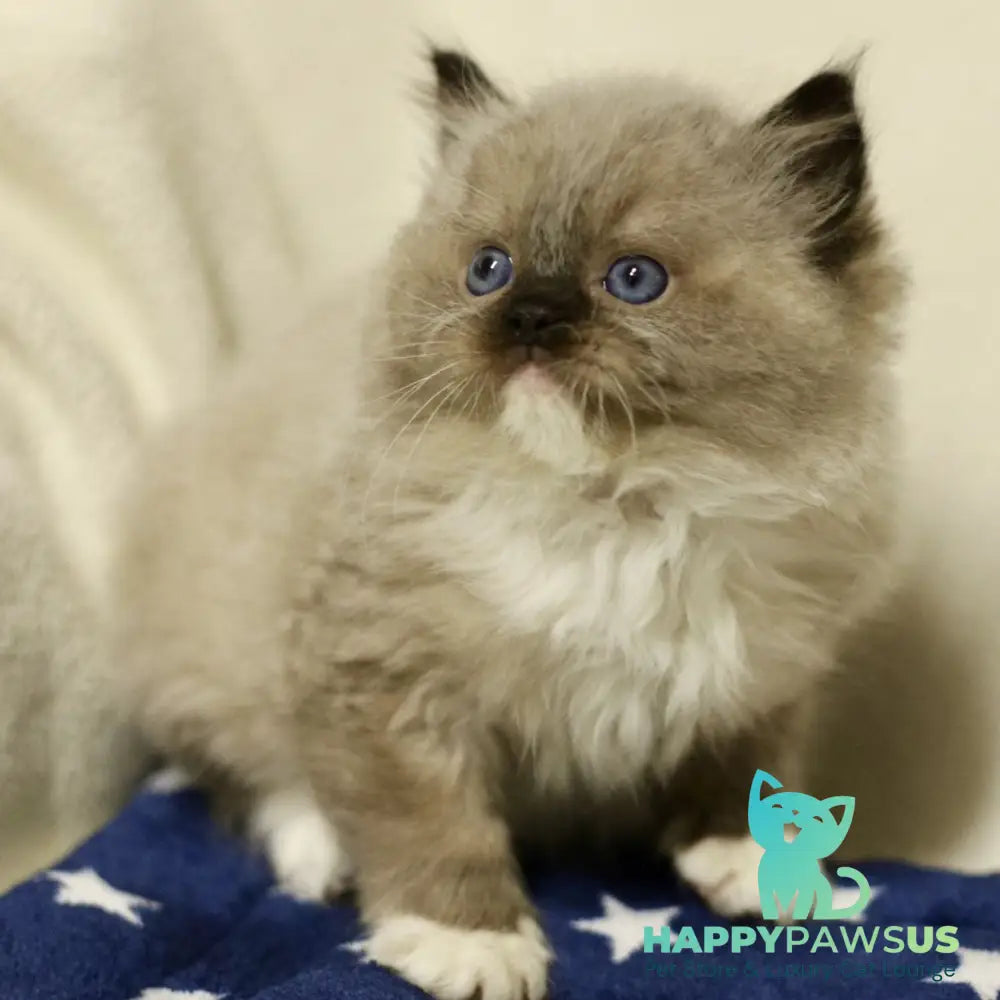 Yager Ragdoll male black mitted - live animals