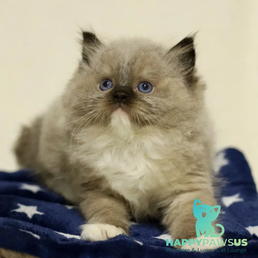 Yager Ragdoll male black mitted - live animals