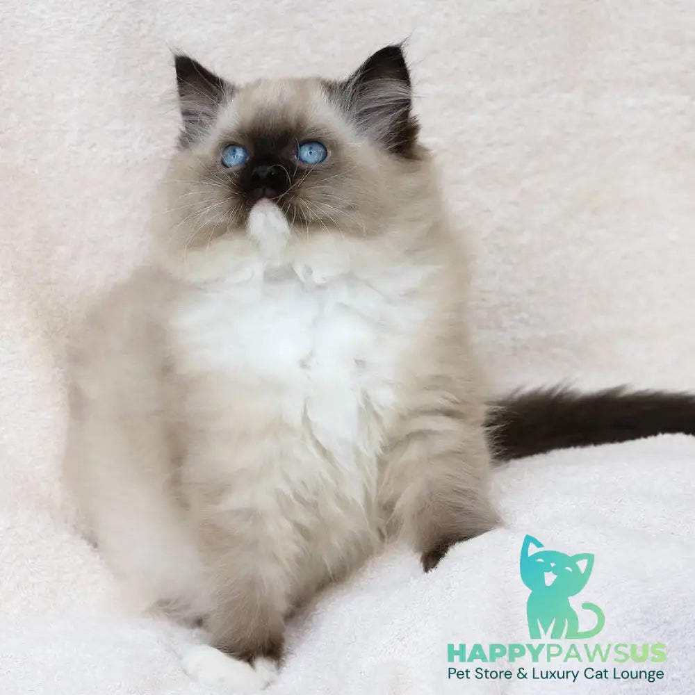 Yager Ragdoll male black mitted - live animals
