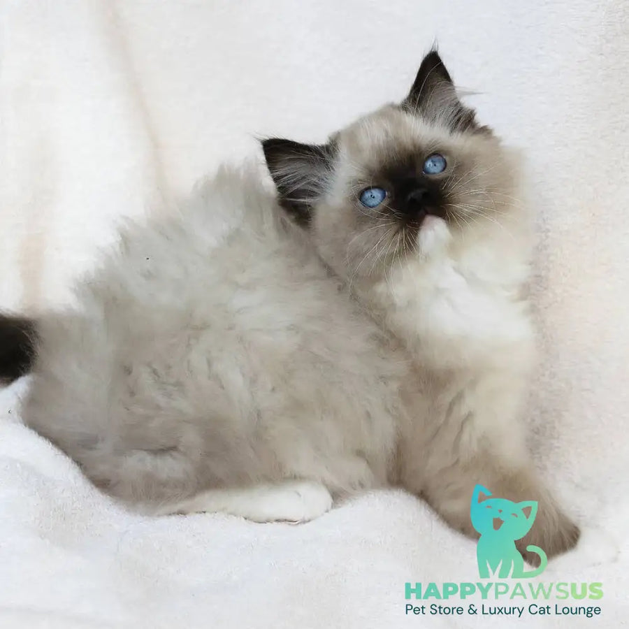 Yager Ragdoll male black mitted - live animals