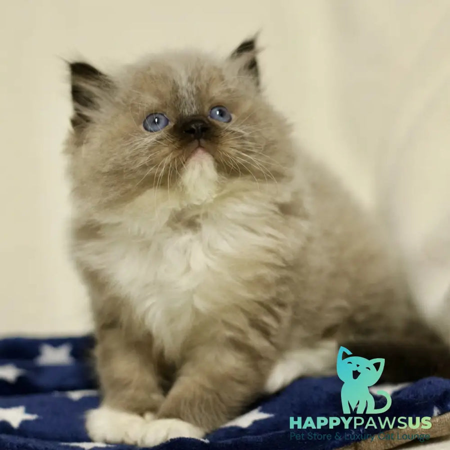 Yager Ragdoll male black mitted - live animals