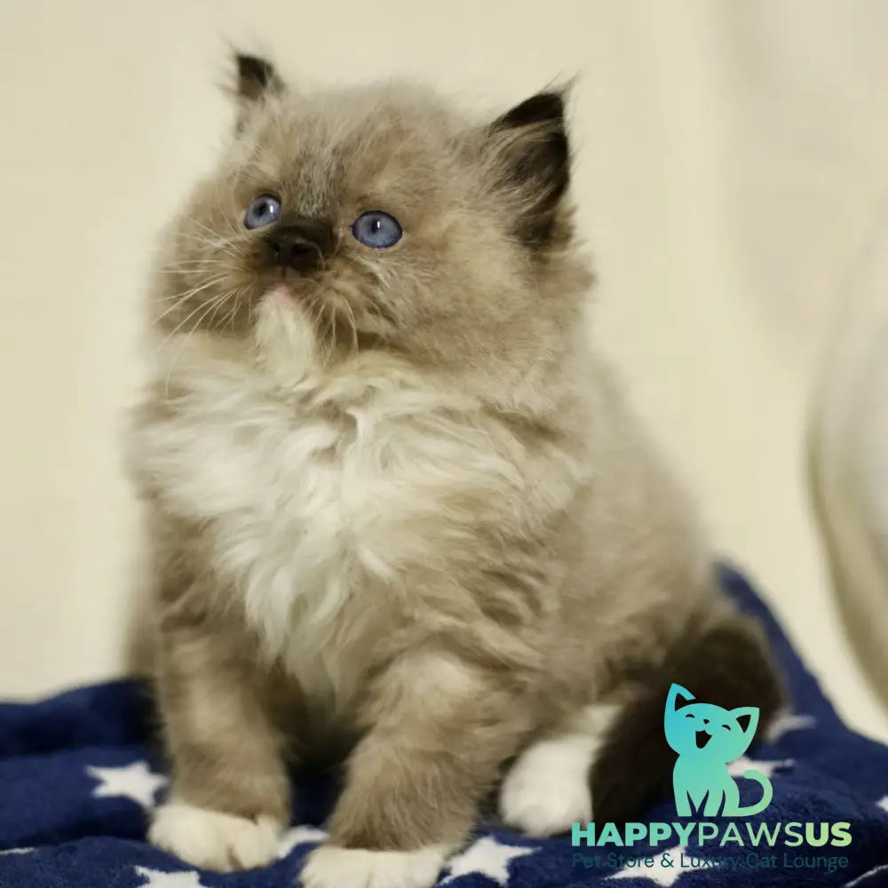 Yager Ragdoll male black mitted - live animals