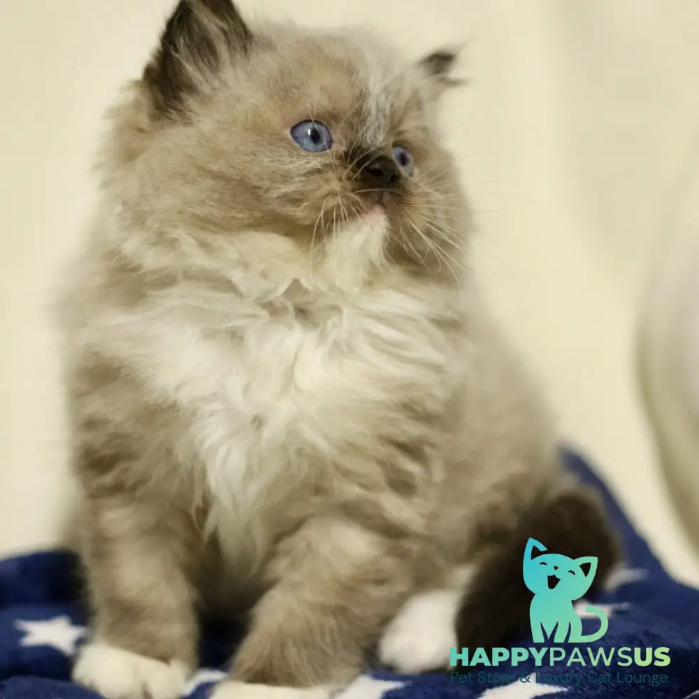 Yager Ragdoll male black mitted - live animals