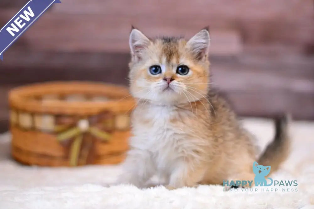 Yago British Shorthair male black golden ticked tabby live animals