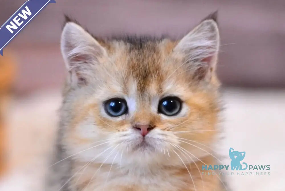 Yago British Shorthair male black golden ticked tabby live animals
