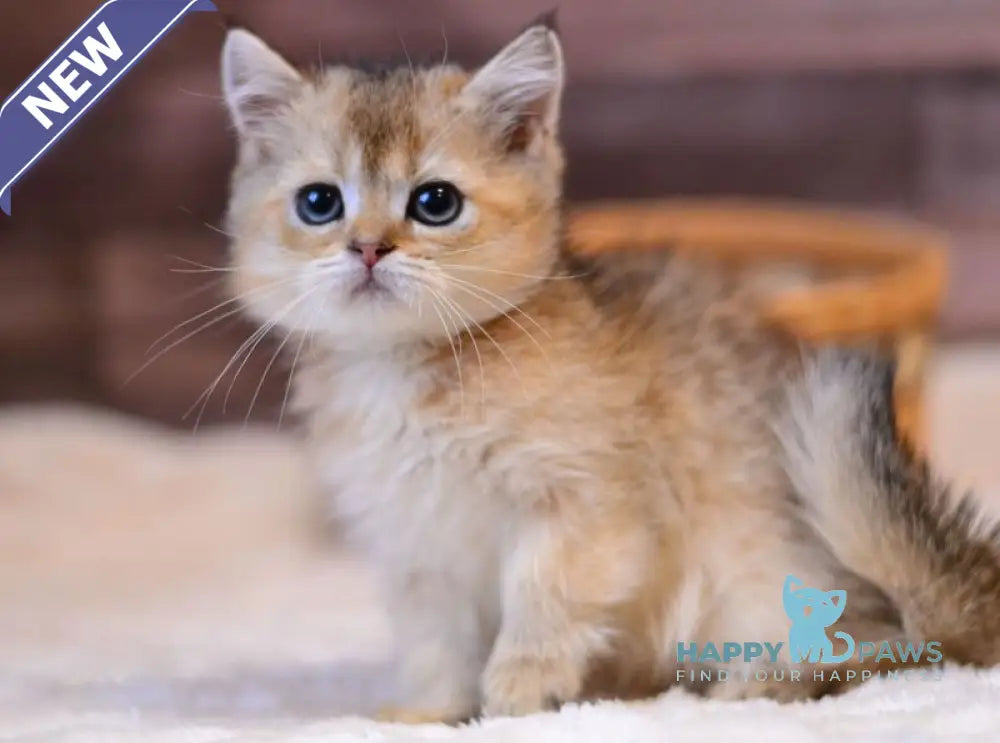 Yago British Shorthair male black golden ticked tabby live animals