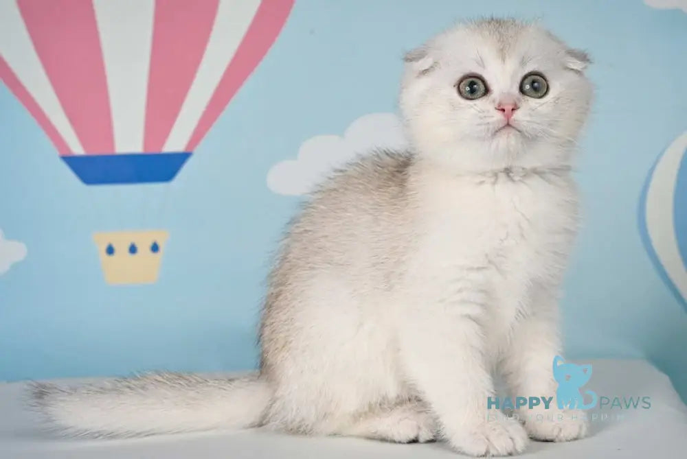 Yago Scottish Fold male black silver shaded live animals