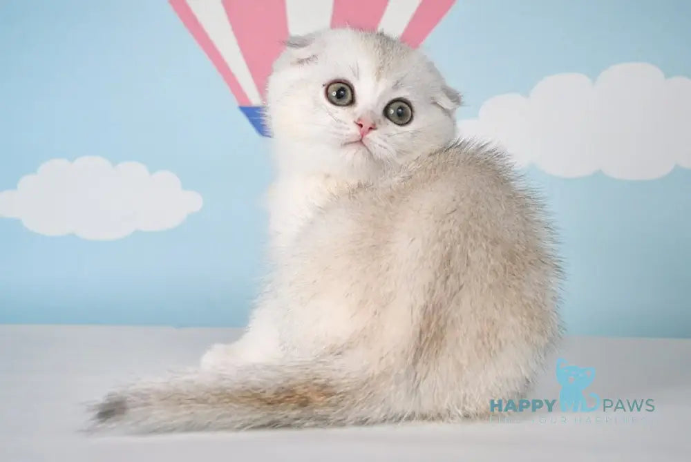 Yago Scottish Fold male black silver shaded live animals