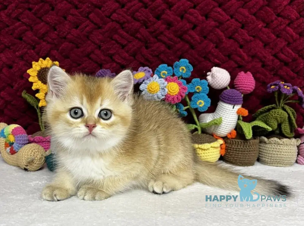 Yago Scottish Fold male black golden shaded live animals