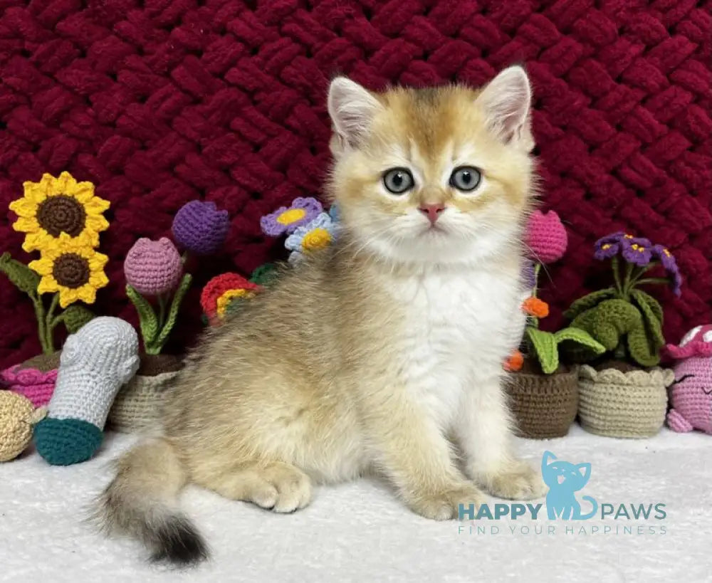 Yago Scottish Fold male black golden shaded live animals
