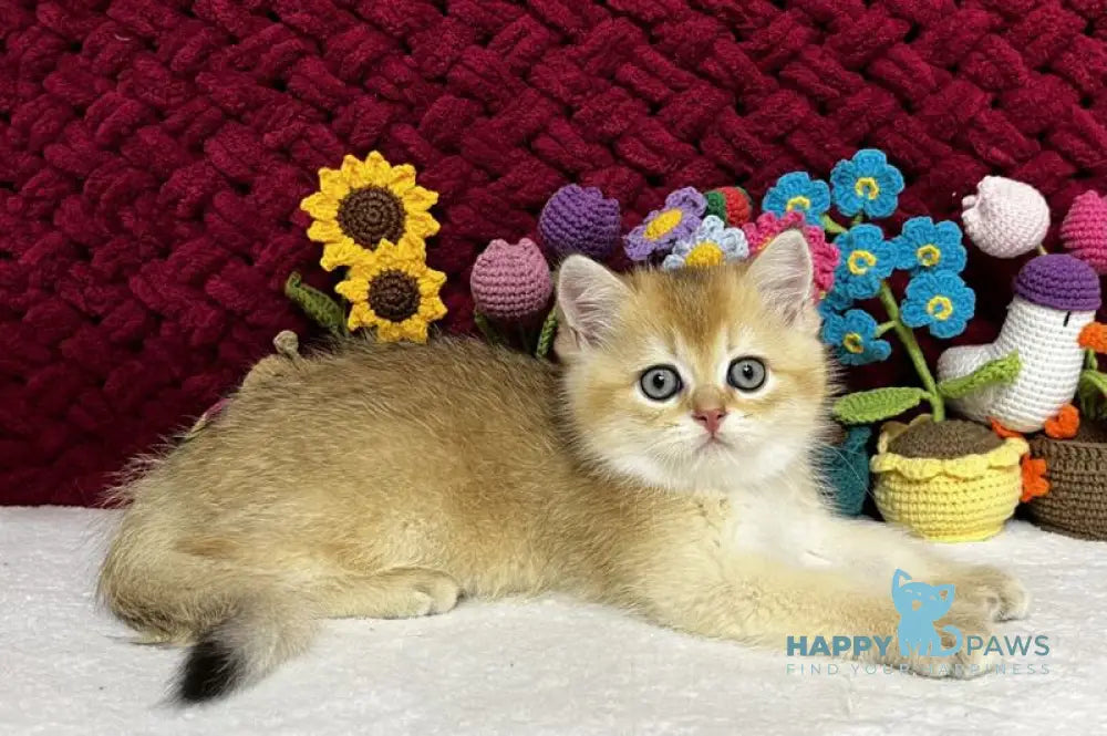 Yago Scottish Fold male black golden shaded live animals