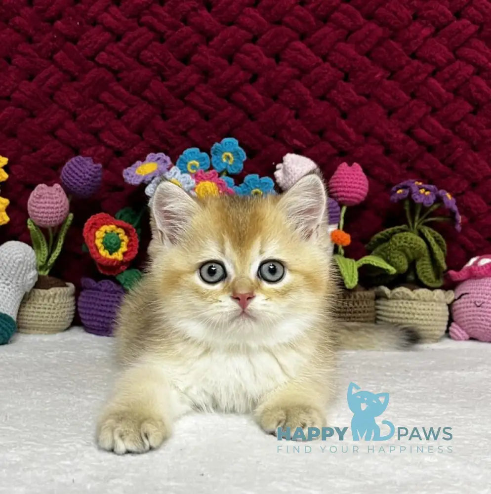 Yago Scottish Fold male black golden shaded live animals