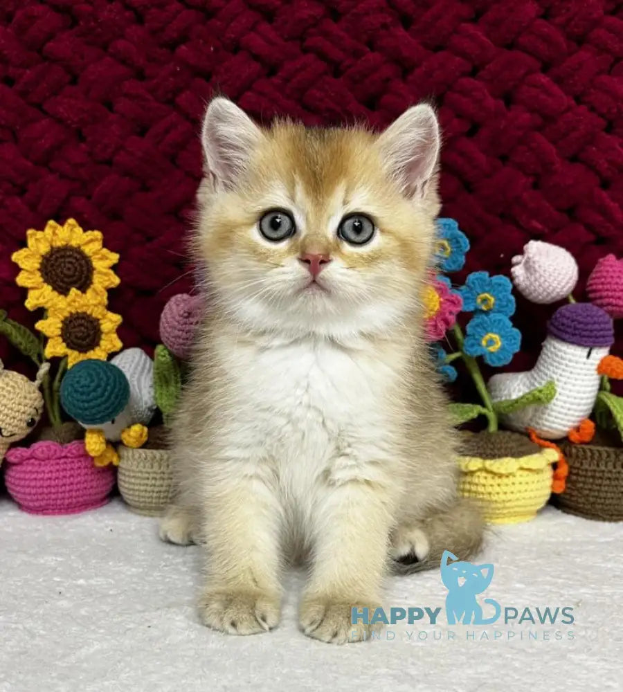 Yago Scottish Fold male black golden shaded live animals
